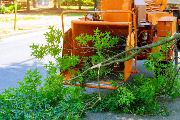 Tree Removal for Businesses in Jefferson, NC